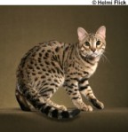 Bengals most popular pedigree cat breed in UK
