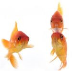 goldfish11