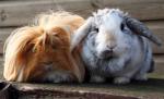 guinea-pig-rabbit